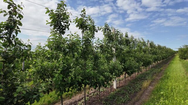 Scenic View of an Apple Orchard in Early Summer.