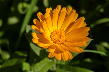 Obraz premium Calendula medicinal plant. Common marigold - Calendula officinalis blooming in summer.