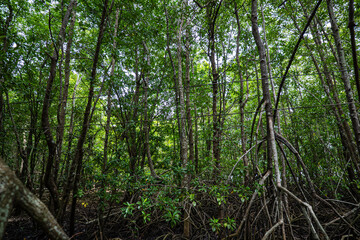 Obraz premium Tropical green mangrove tree forest sea island