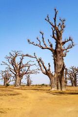 Fototapeta premium Forêt de baobabs au Sénégal