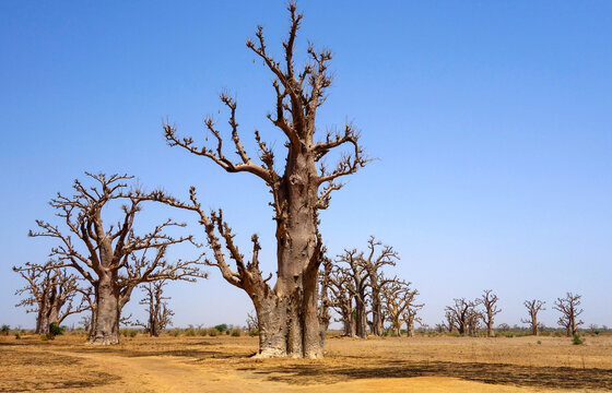 Photo Vintage Sénégal 1892-1893 - Tirage Original D'un Baobab à Niakhar