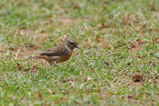 Petit passereau pos&eacute; dans l'herbe