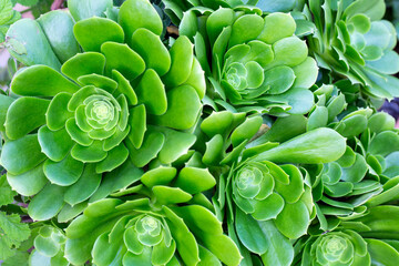 Fototapeta premium Green rosettes of the succulent endemic plant Aeonium arboreum. Aeonium, house seek or Irish rose