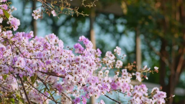 Delicate white pink lagerstroemia crepe myrtle flowers blooming on branches with soft dreamy pastel bokeh background