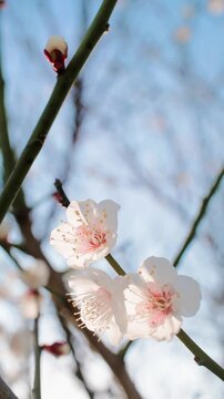 青空を背景に逆光で透ける梅の花
