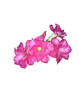 Bunch of decently bloomed pink adenium flowers