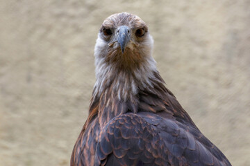 Obraz premium Pygargue de Madagascar