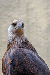 Obraz premium Pygargue de Madagascar