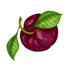 Ripe, juicy plum. Vector graphics.
