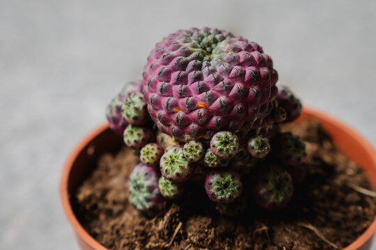 Sulcorebutia rauschii var. violacidermis cactus grafted purple and green growing in a pot