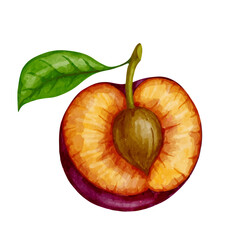 Ripe, juicy plum. Vector graphics.