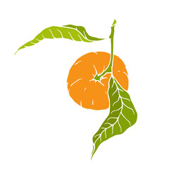 Ripe tropical mandarin fruit. Vector graphics.