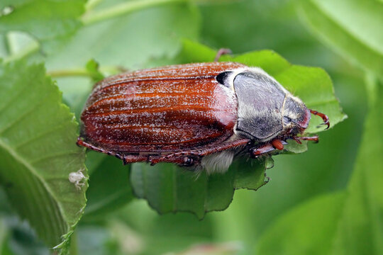 European Cockchafer, Melolontha melolontha alled also Maybug or Maybeetle and doodlebug. An insect eating the leaves of a tree.