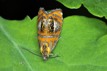 Arched marble Olethreutes arcuella is a colorful small moth species of the family Tortricidae. The caterpillars feed on dead and dried out leaves and similar plant material. © Tomasz