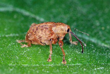Curculio pellitus, adults feed on oak leaf pulp and acorns. The larvae develop in young, immature acorns. © Tomasz