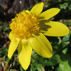 日本で早春にヒメリュウキンカが黄色い花を咲かせています