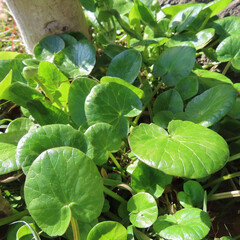 日本で早春にヒメリュウキンカが黄色い花を咲かせています