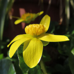 日本で早春にヒメリュウキンカが黄色い花を咲かせています
