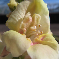 日本で早春にキンギョソウがクリーム色とピンク色の花を咲かせています