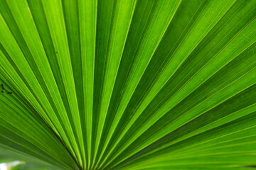 Obraz premium Vivid palm fan leaf with strong radial lines