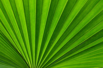 Obraz premium Bright green fan palm leaf geometric pattern