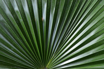 Radial dark palm leaf close up texture