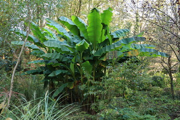 Fototapeta premium Sonniger Herbsttag in Bad Krozingen im Schwarzwald