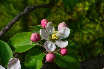 Obraz premium Spring blossom. branch of a blossoming apple tree on garden background
