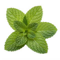 A close-up view of a peppermint leaf isolated on transparent background