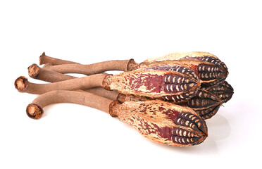 Fototapeta premium Dried mahogany fruit , Dried Natural Mahogany Pods , Wooden Bird isolated on white background