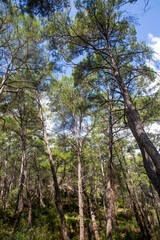 Fototapeta premium Pine is the name given to coniferous species that include forest trees from the Pinus genus of the Pinaceae family.