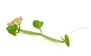 Cissus quadrangularis L. , pirandai or veldt grape on white background. Herb for Hemorrhoids.