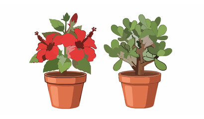Hibiscus and Jade Plant in Terracotta Pots Cartoon Vector Illustration Isolated on White Background © Sova