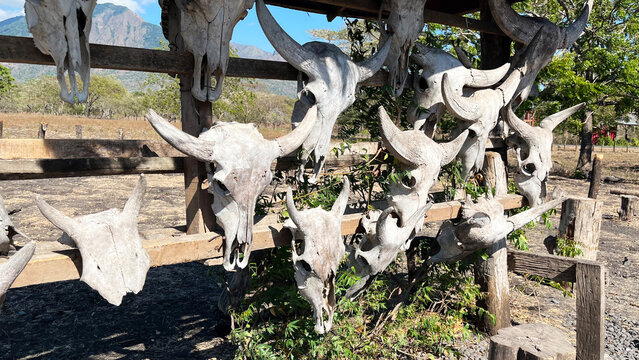 Bull Skulls in Taman Nasional Baluran, Banyuwangi, Indonesia. Baluran National Park is a forest preservation area that extends about 25.000 ha on the north coast of East Java.