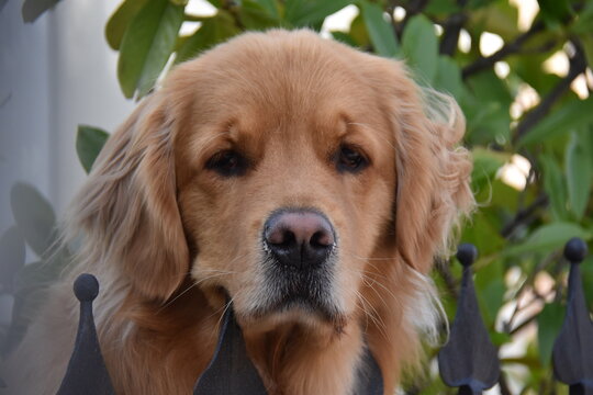 golden retriever dog