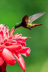 Obraz premium hummingbird and flower