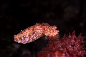 Juvenile cuttlefish on coral with large copy space and dark background &ndash; commercial design template.