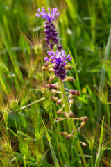 Leopoldia comosa (syn. Muscari comosum) is a perennial bulbous flowering plant in the family Asparagaceae.