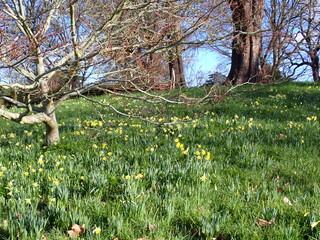 Spring flowers in the park