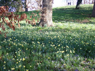 Spring flowers in the park