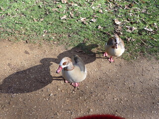 Egyptian goose in the park