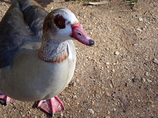 Egyptian goose in the park