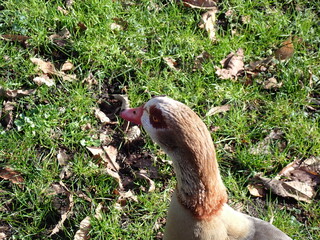 Egyptian goose in the park