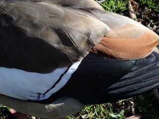 Egyptian goose in the park