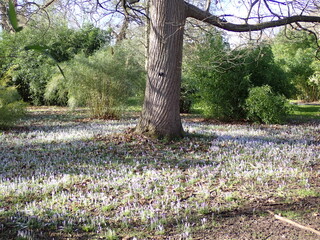 purple crocus flowers growing in spring 