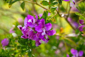 Obraz premium Polygala myrtifolia is a plant species belonging to the Polygala genus.