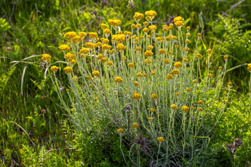 Helichrysum arenarium is also known as dwarf everlast, and as immortelle.