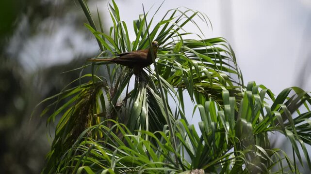 The Rainforest Song: Russet-backed Oropendola (Psarocolius angustigrons) calling, Sani Lodge, Yasuni national park, Ecuador 