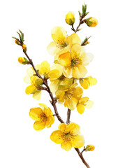 Delicate watercolor illustration of yellow blossoms on a brown branch against a black backdrop