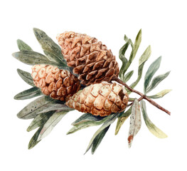 Watercolor illustration of pine cones with green leaves, on a black background